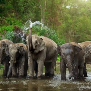 elephant sanctuary pattaya