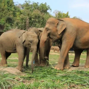 pattaya elephant sanctuary